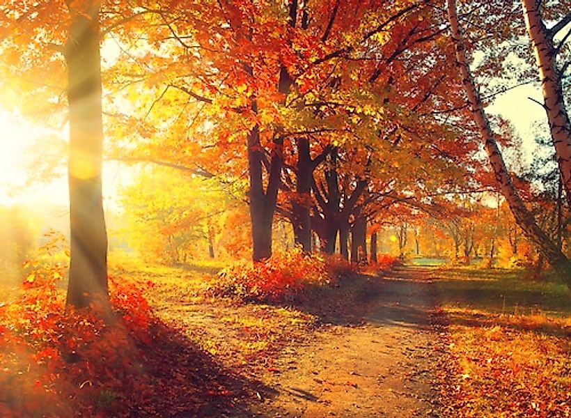 Papermoon Fototapete »Autumn Forest« glatt günstig online kaufen