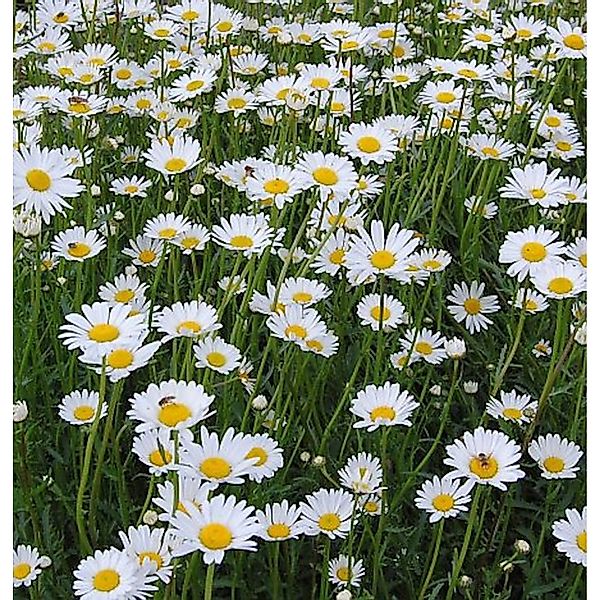 Gartenmargerite Silberprinzesschen - Leucanthemum günstig online kaufen