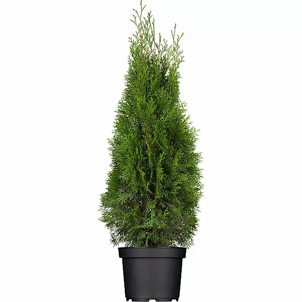 GROW by OBILebensbaum Smaragd Höhe ca. 60 - 80 cm Topf ca. 5 l Thuja günstig online kaufen
