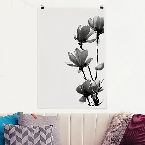 Poster Frühlingsbote Magnolie Schwarz Weiß günstig online kaufen