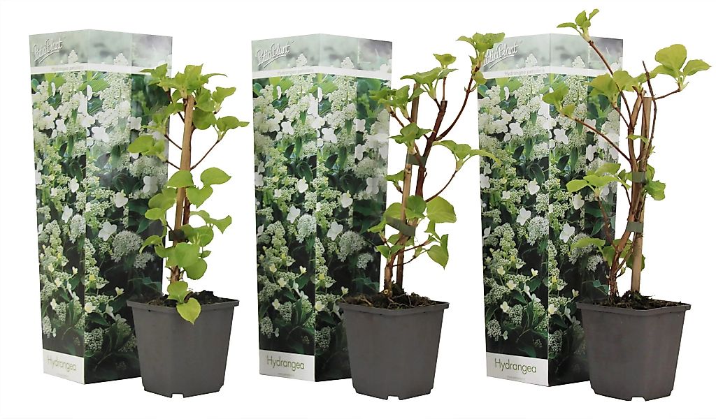 Perfect Plant | 3er Set Hortensie Petiolaris Kletterhortensie günstig online kaufen