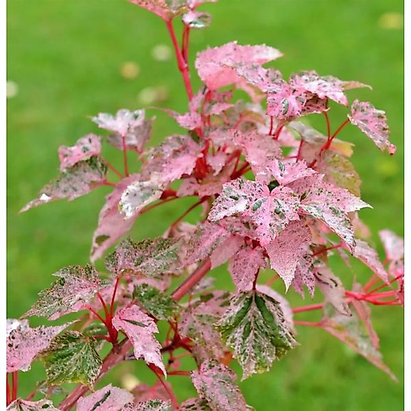 Streifenahorn Red Flamingo 80-100cm - Acer conspicuum günstig online kaufen