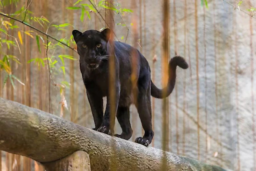 Papermoon Fototapete »Panther« günstig online kaufen