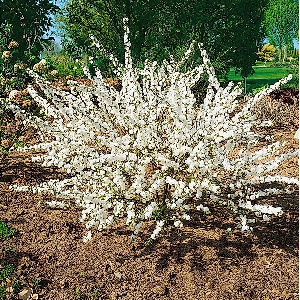 Prunus Glandulosa Mandelbäumchen 40-60 cm günstig online kaufen