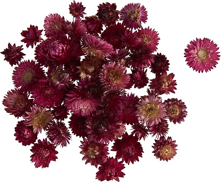 Kunstpflanze Strohblumenköpfe in Box, VBS, 20 günstig online kaufen