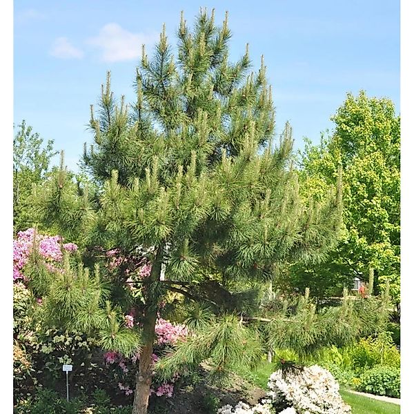 Chinesische Kiefer 40-50cm - Pinus tabuliiformis günstig online kaufen