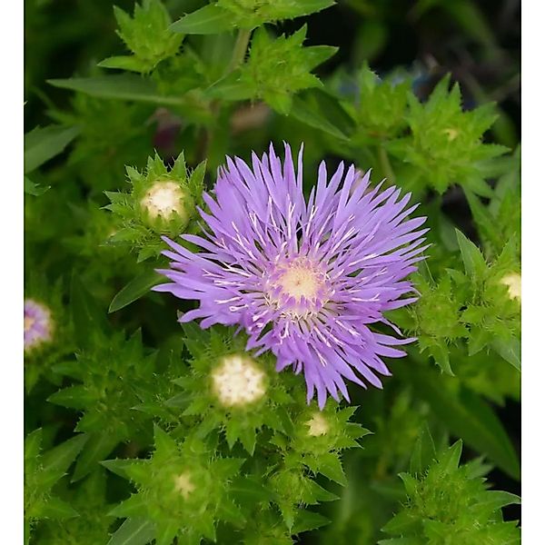 Kornblumenaster Lewis Blue - Stokesia,aevis günstig online kaufen