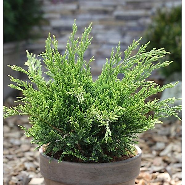 Grüner Strauchwacholder Mint Julep 15-20cm - Juniperus media günstig online kaufen