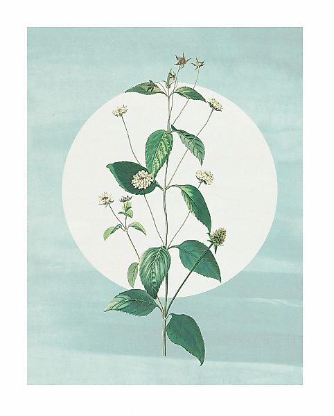 Komar Bild "Faire Pousser des Fraises" Natur 1 Stk. tlg. Wandbild zur Dekor günstig online kaufen