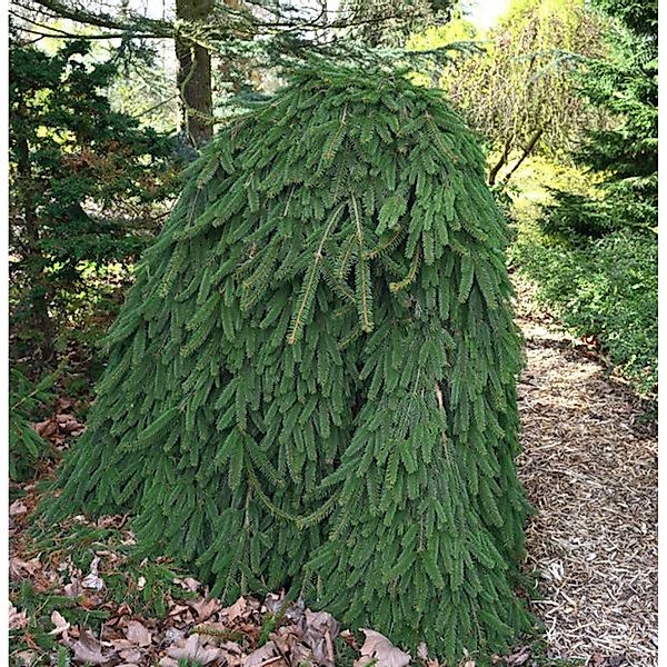 Trauer Hängefichte 50-60cm - Picea abies Inversa günstig online kaufen