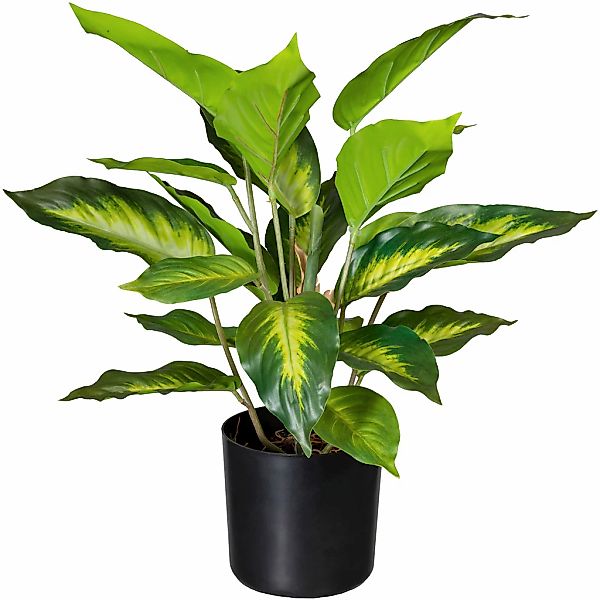 Creativ green Künstliche Zimmerpflanze "Dieffenbachia" günstig online kaufen