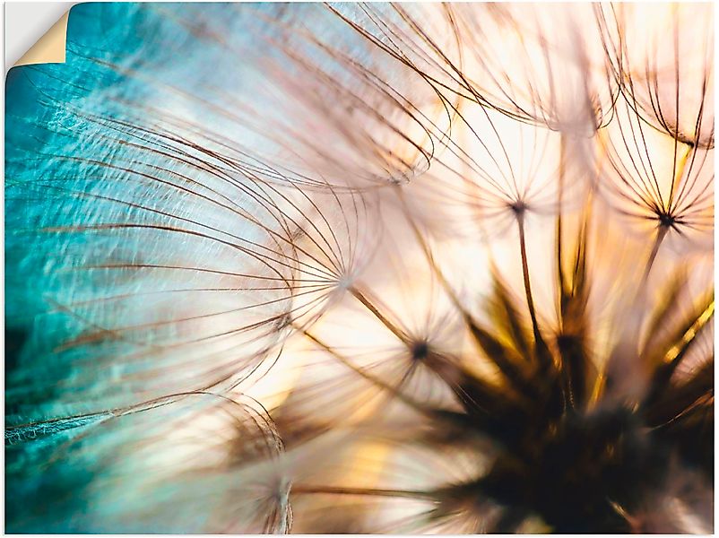 Artland Wandbild "Pusteblume Makro abstrakt", Blumen, (1 St.), als Alubild, günstig online kaufen