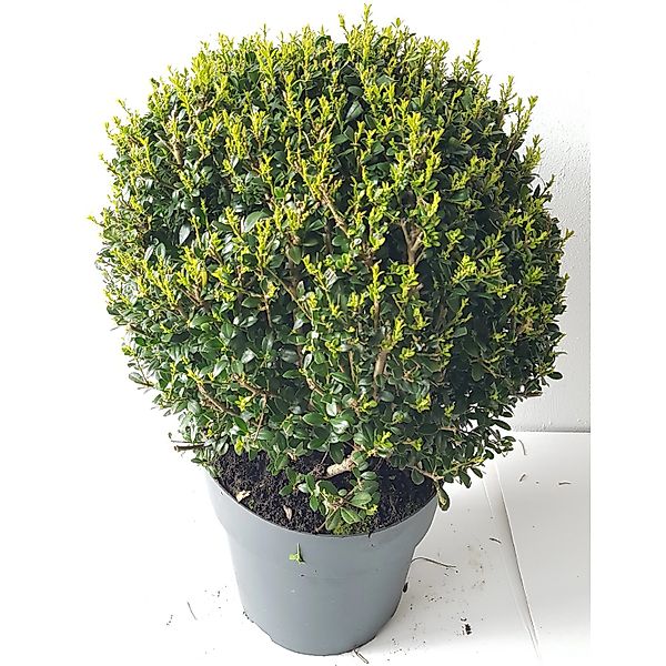 Pflanzen-Boering 2 Stück Ilex Glorie Gem-Kugel Durchmesser 30-35 cm günstig online kaufen