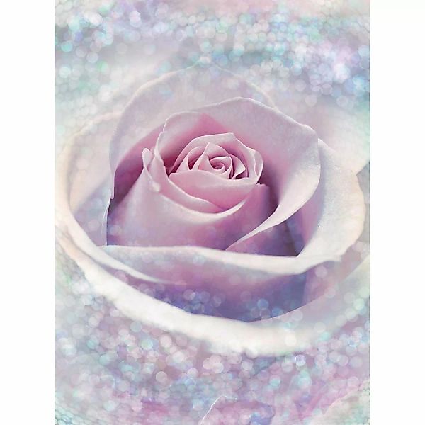 Komar Fototapete Vlies Delicate Rose  200 x 260 cm günstig online kaufen