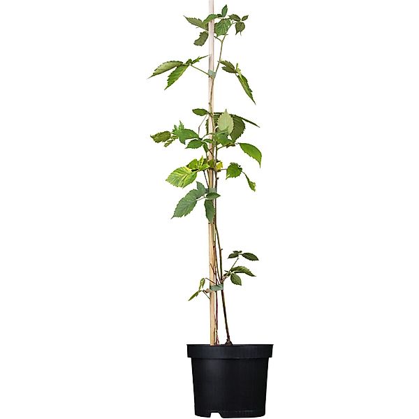 GROW by OBI Bio Brombeere Chester Thornless Schwarz Topf ca.2, Rubus günstig online kaufen