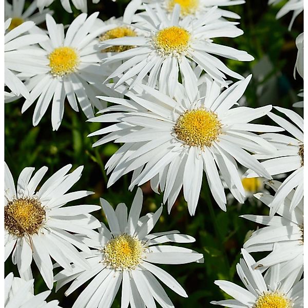 Gartenmargerite Christine Hagemann - Leucanthemum günstig online kaufen