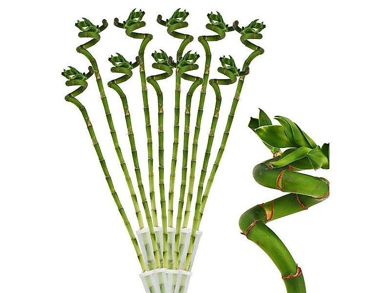 Exotenherz Zimmerpflanze 10er Set Glücksbambus 'Lucky Bamboo' spiralförmig günstig online kaufen