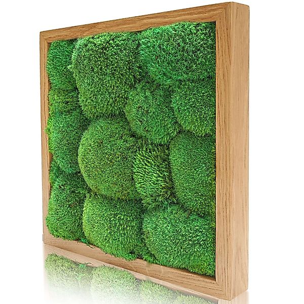 naturewalls Bild Moosbild Kugelmoos - Pflanzenbild günstig online kaufen