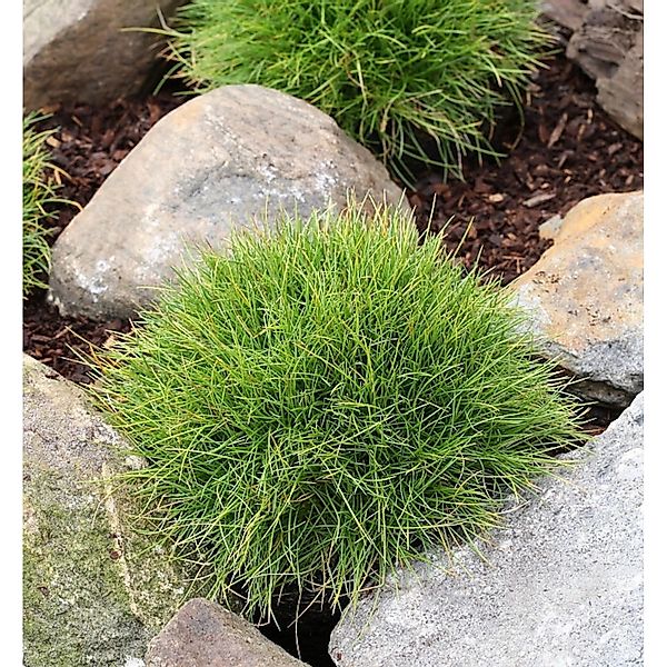 Bärenfellschwingel Pic Carlit - Festuca gautieri günstig online kaufen