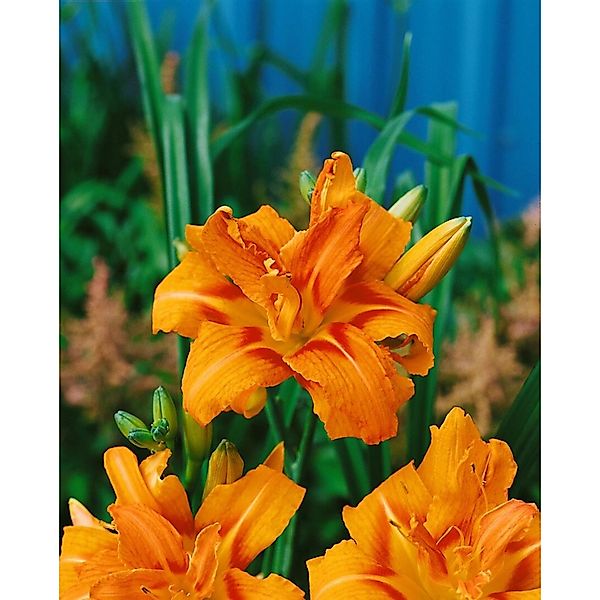 Hemerocallis Fulva Kwanso Taglilie Ca. 11x11 cm Topf günstig online kaufen