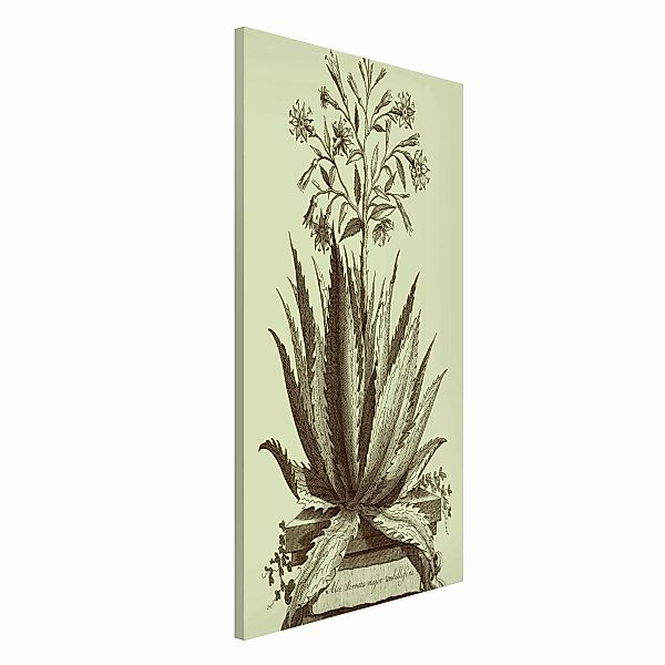 Magnettafel Blumen - Hochformat 3:4 Vintage Aloe Serrata günstig online kaufen