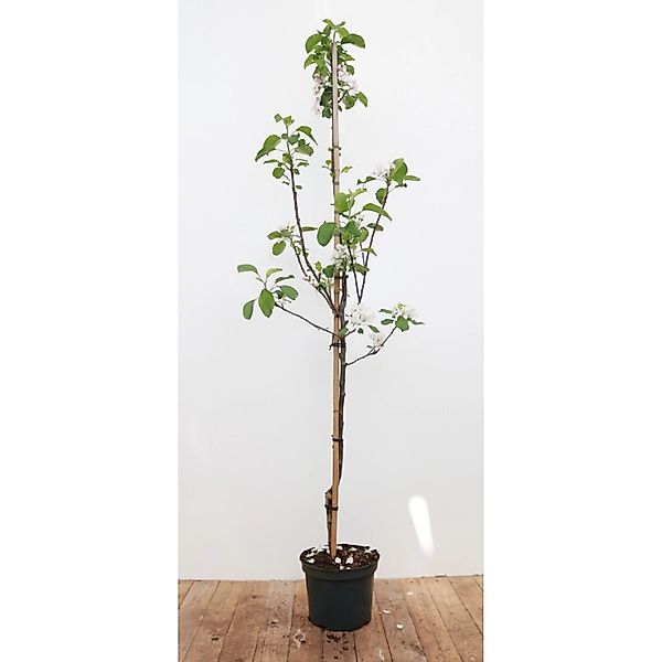 Malus Elstar Apfelbaum CAC 150-200 cm günstig online kaufen