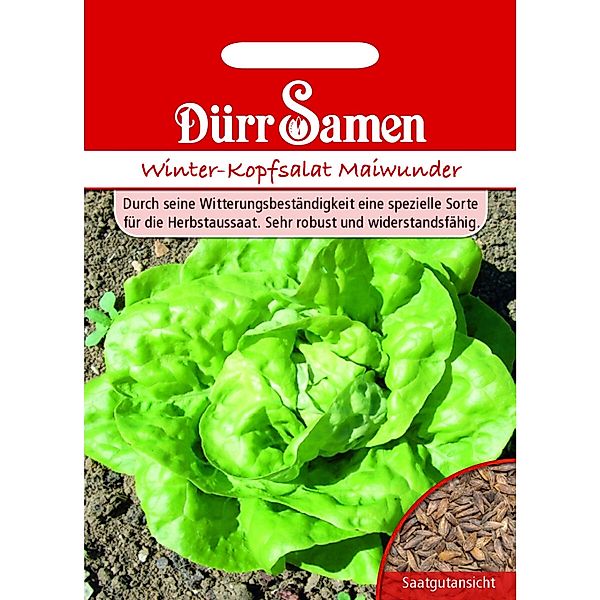 Dürr Samen Kopfsalat Winter-Maiwunder Saatgut günstig online kaufen