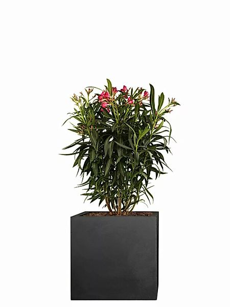 Oleander (Nerium oleander) 60cm - Rot günstig online kaufen