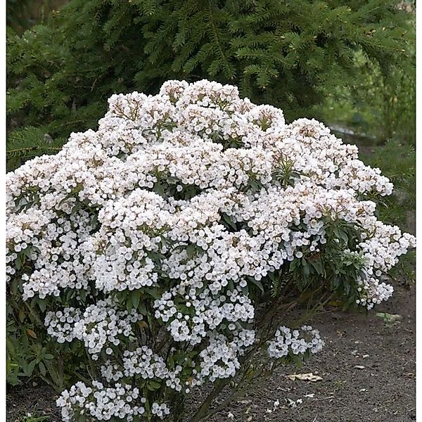 Großer Berglorbeer Zedbulon 25-30cm - Kalmia,atifolia günstig online kaufen