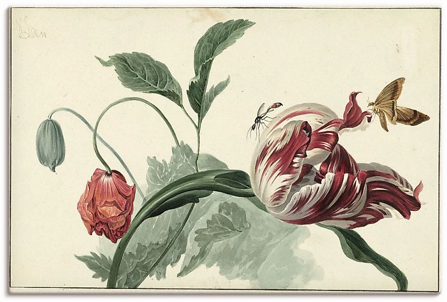 Artland Wandbild "Tulpe und Mohn.", Blumenbilder, (1 St.), als Alubild, Out günstig online kaufen