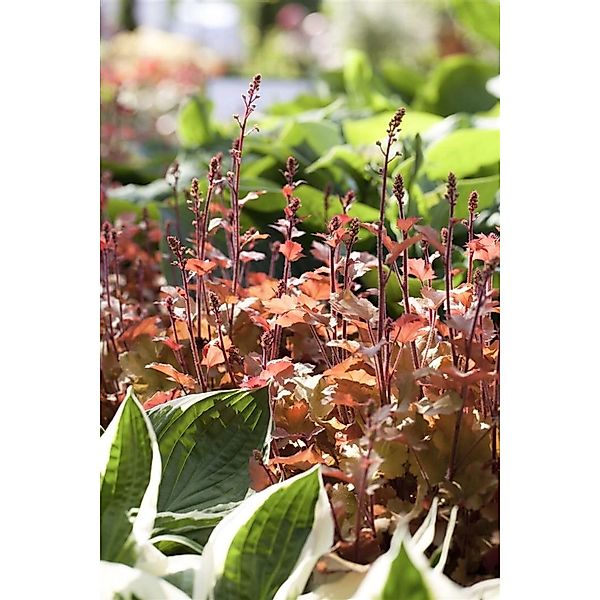 Heuchera Villosa Marmalade Purpurglöckchen Ca. 11x11 cm Topf günstig online kaufen