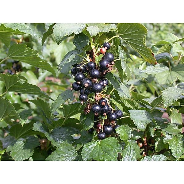 Ribes Nigrum Silvergieters Schwarze Johannisbeere 30–40 Cm günstig online kaufen
