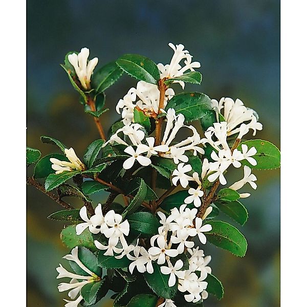 Pflanzen für Dich Gehölze Osmanthus delavayi, 1 St., Duftblüte, Duftblütens günstig online kaufen