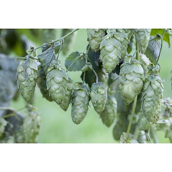 Humulus Lupulus Hersbrucker Hopfen 60–100 cm günstig online kaufen