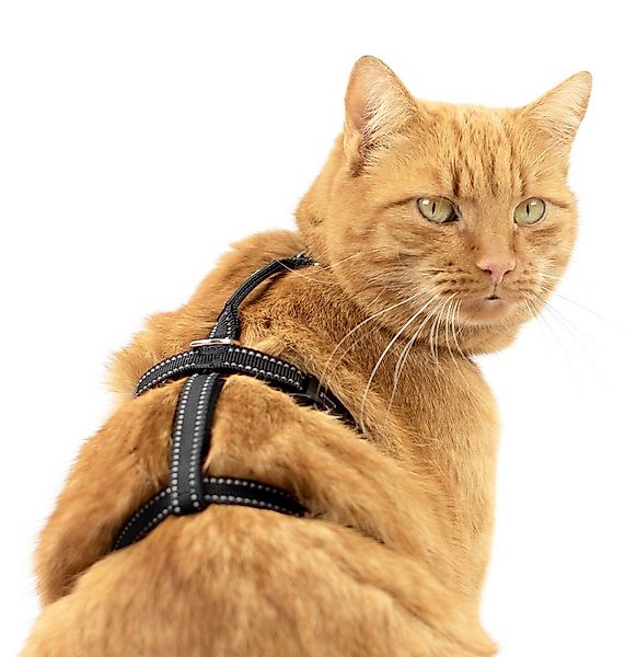 Beroni Sicherheitsgeschirr Katzengeschirr Beroni Safety Harness Pro ausbruc günstig online kaufen