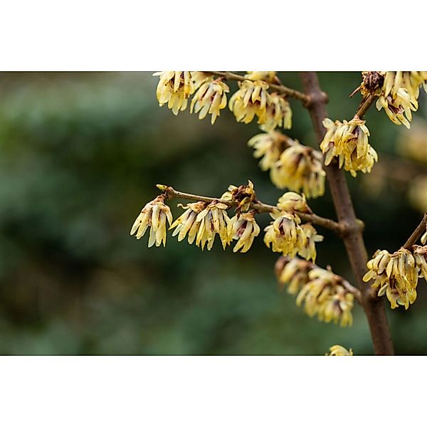 Chimonanthus Praecox Winterblüte Gelb 60–80 cm günstig online kaufen
