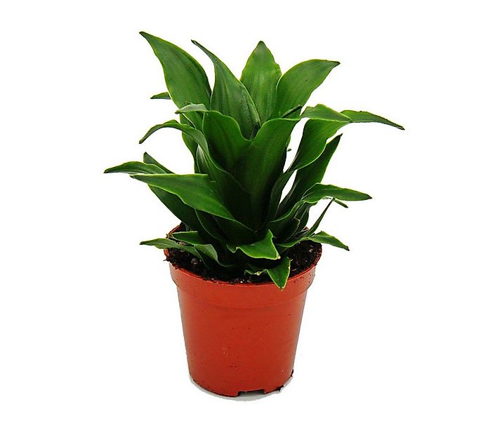 Exotenherz Zimmerpflanze Mini-Pflanze Dracaena compacta Drachenbaum im 5,5c günstig online kaufen
