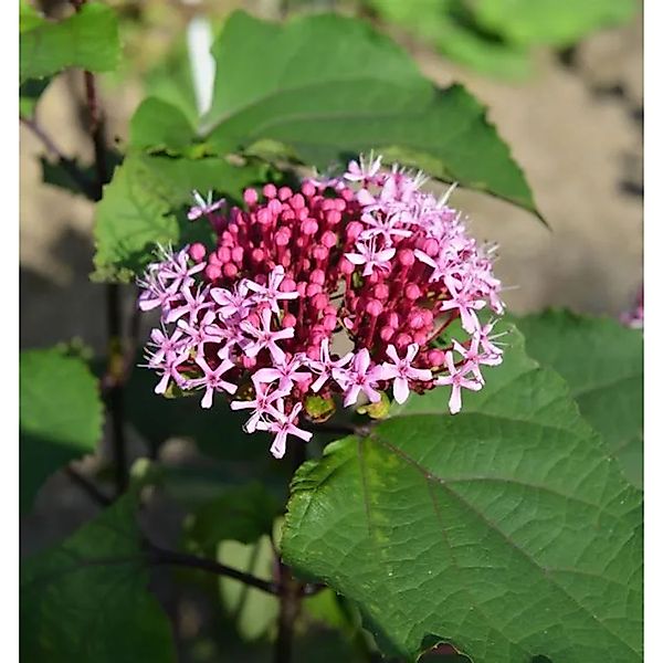 China Losbaum 30-40cm - Clerodendrum bungei günstig online kaufen