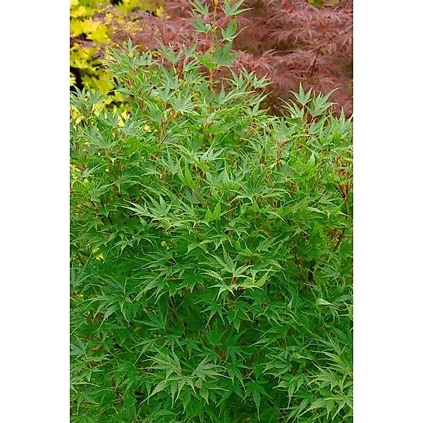 Acer Palmatum Crippsii Japanischer Ahorn 150–175 cm Gelbgrün günstig online kaufen