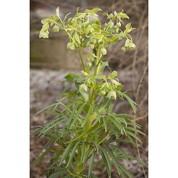 Helleborus Foetidus Stinkende Nieswurz Ca. 11x11 cm Topf günstig online kaufen