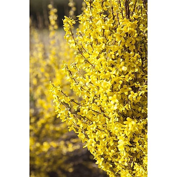 Forsythia Week-End -R- Forsythie Leuchtend Gelb 60–100 cm günstig online kaufen