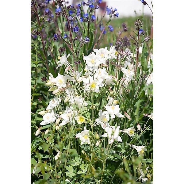 Aquilegia Vulgaris Alba Gewöhnliche Akelei Ca. 9x9 cm Topf günstig online kaufen