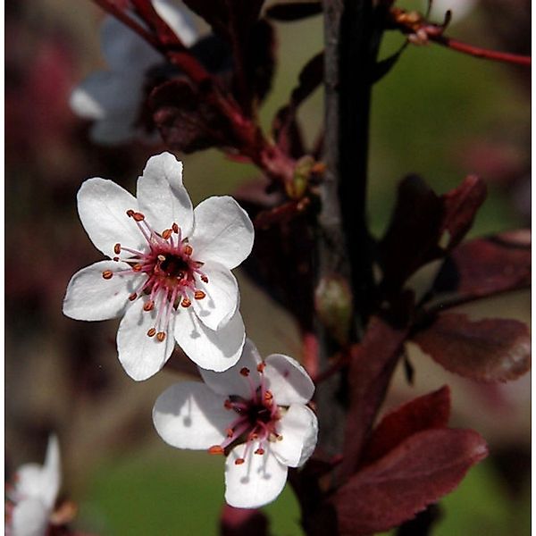 Zwergblutpflaume 60-80cm - Prunus cistena günstig online kaufen