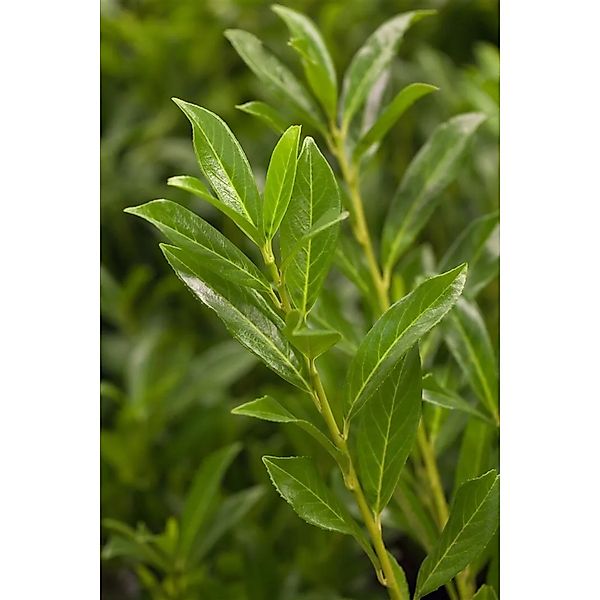Prunus,aurocerasus 'Caucasica' 125 cm Stammhöhe günstig online kaufen