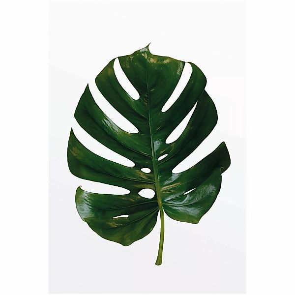 Komar Wandbild Monstera Leaf 50 x 70 cm günstig online kaufen