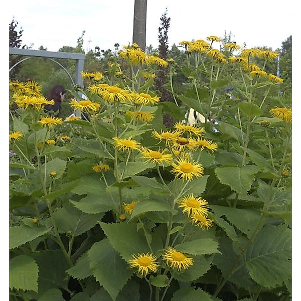 Riesenalant - Inula magnifica günstig online kaufen