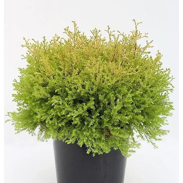 Lebensbaum Rheingold 40-50cm - Thuja occidentalis günstig online kaufen