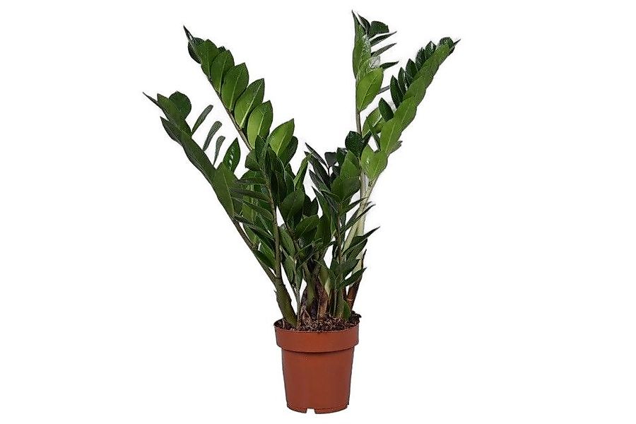 meinvipshop Zimmerpflanze Glücksfeder Zamioculcas zamiifolia Zimmerpflanze günstig online kaufen