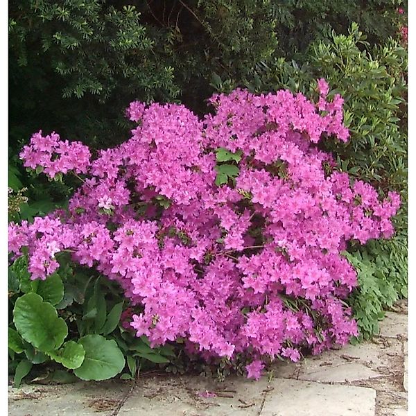 Rhododendron,aetevirens 20-30cm günstig online kaufen