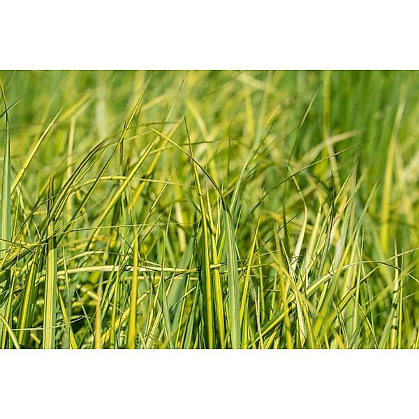 Calamagrostis X Acutiflora England Reitgras 3-5 Liter Container günstig online kaufen